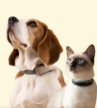 GPS para perros: Tractive GPS vs Pawfit Lite 4G