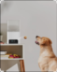 Automatic Feeders with a Camera: The 5 Best Picks of 2026