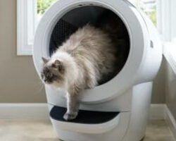 Litter-Robot 4：自動掃除式トイレは本当に価値があるのか