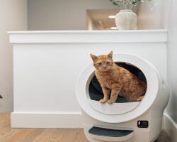 Litter-Robot 4: Is the Self-Cleaning Litter Box Worth It?
