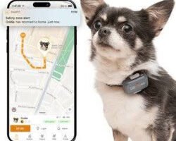 犬用GPSトラッカー徹底比較：Tractive GPS vs. Pawfit Lite 4G