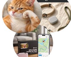 How to Choose a GPS Tracker for Your Pet: A Beginner’s Guide